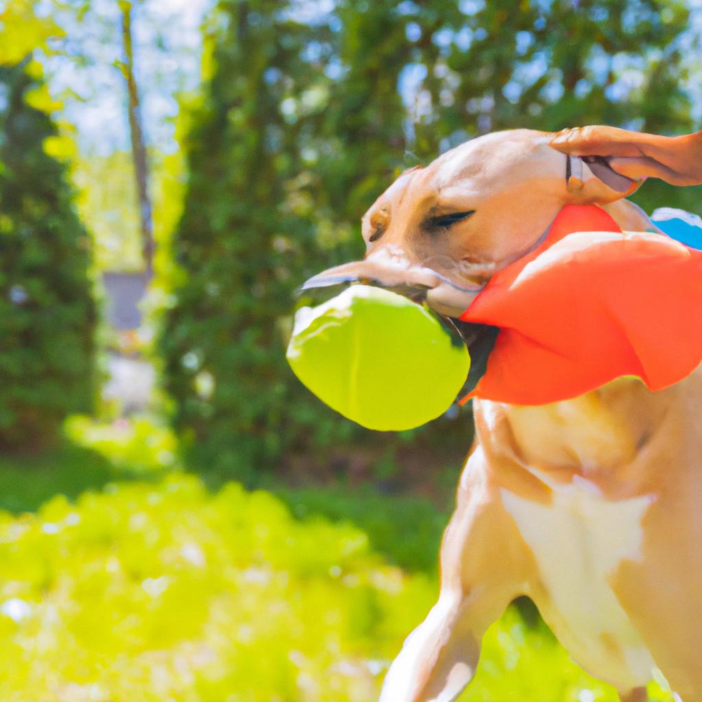 The Top 10 Simplest Toys for Retaining Your Dog Overjoyed and Energetic