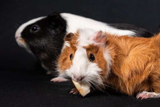 The wonderful world of guinea pigs