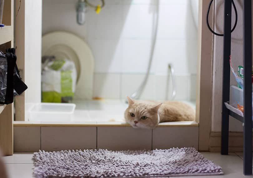 cat rubs head on bathroom floor