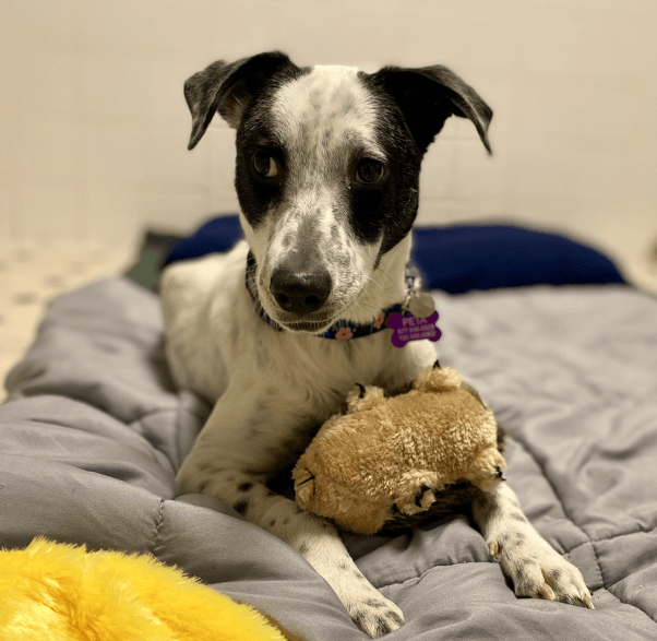 Minnie with a small squeaky toy