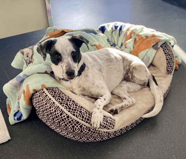 Minnie relaxes in her dog bed with a blanket