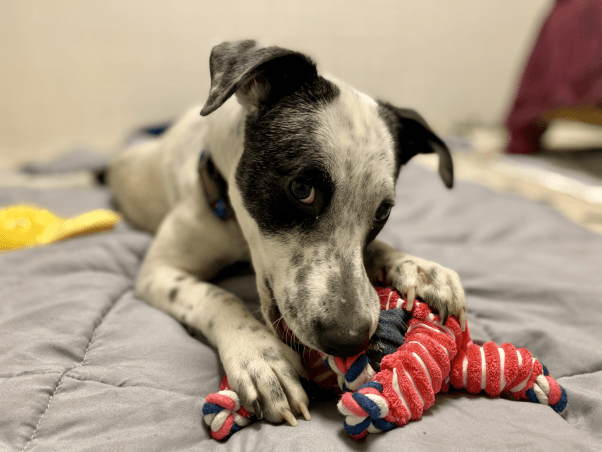 Minnie is chewing on a toy