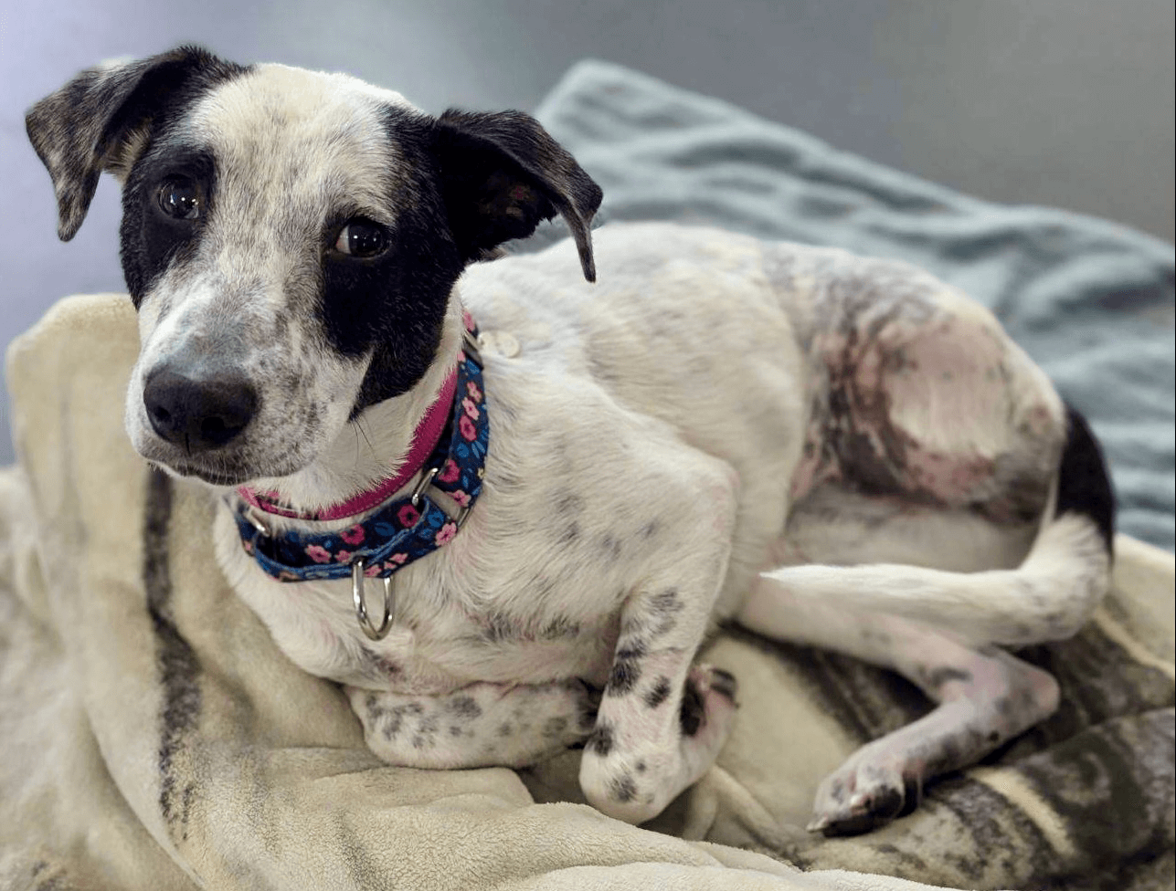 Adoptable Minnie's looking for the perfect home for mouse - er, dog