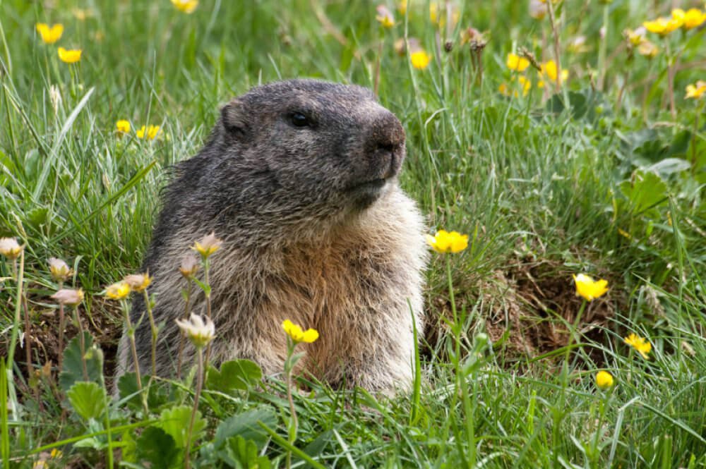 PETA -Nons in Punxsutawney in front of Groundhog Day