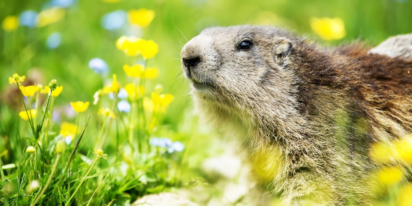 To get Punxsutawney Phil into a sanctuary, sweet peta deal