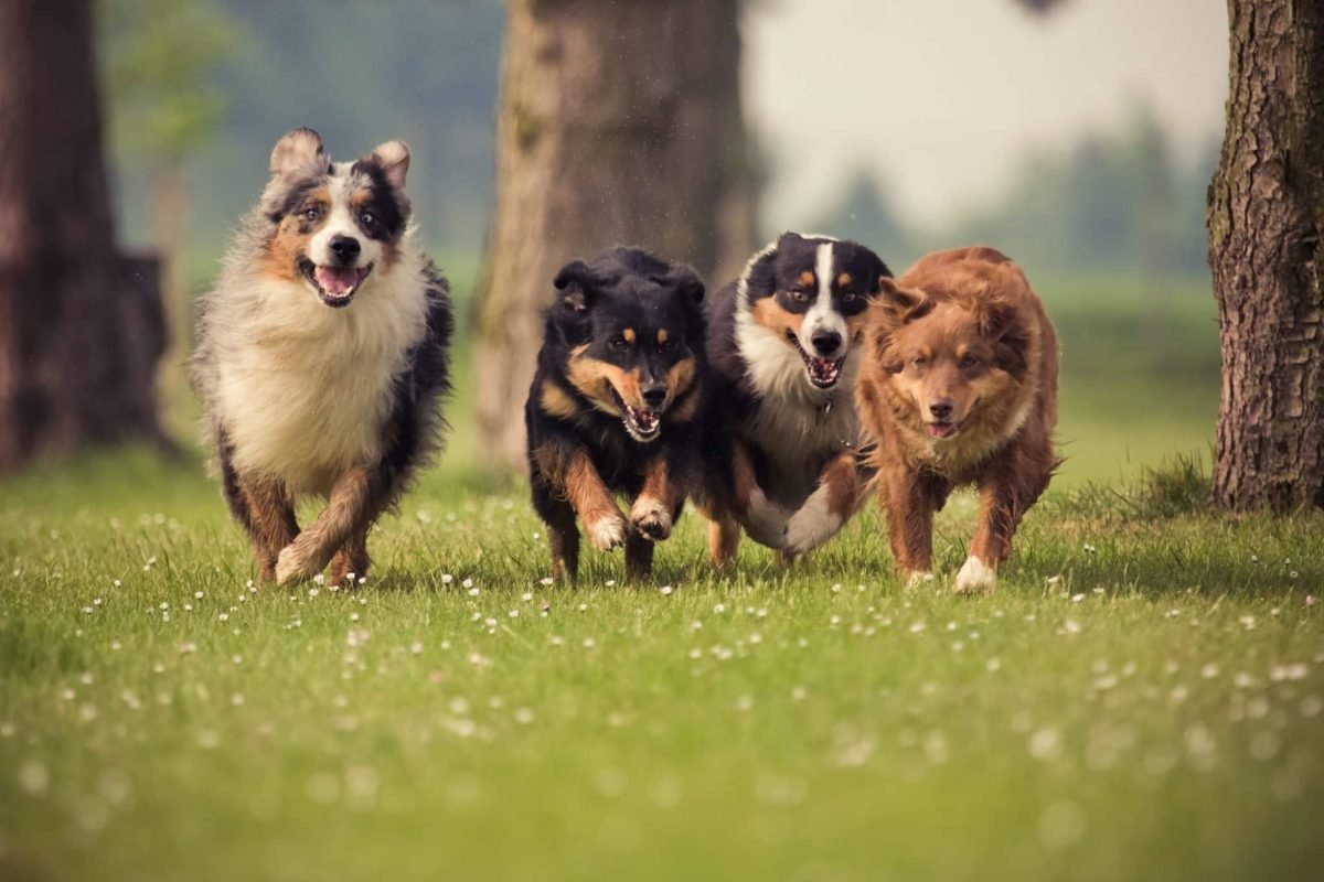 13 dog breeds known for their incredible perseverance