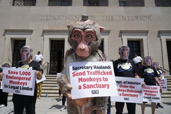 Protesters wearing monkey masks are facing the Ministry of the Interior. An activist is wearing a costume