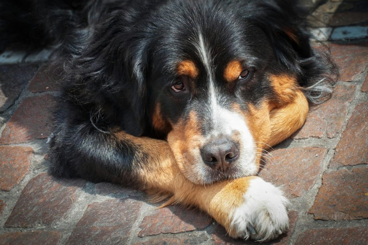 11 quiet dog breeds that help you find your zen