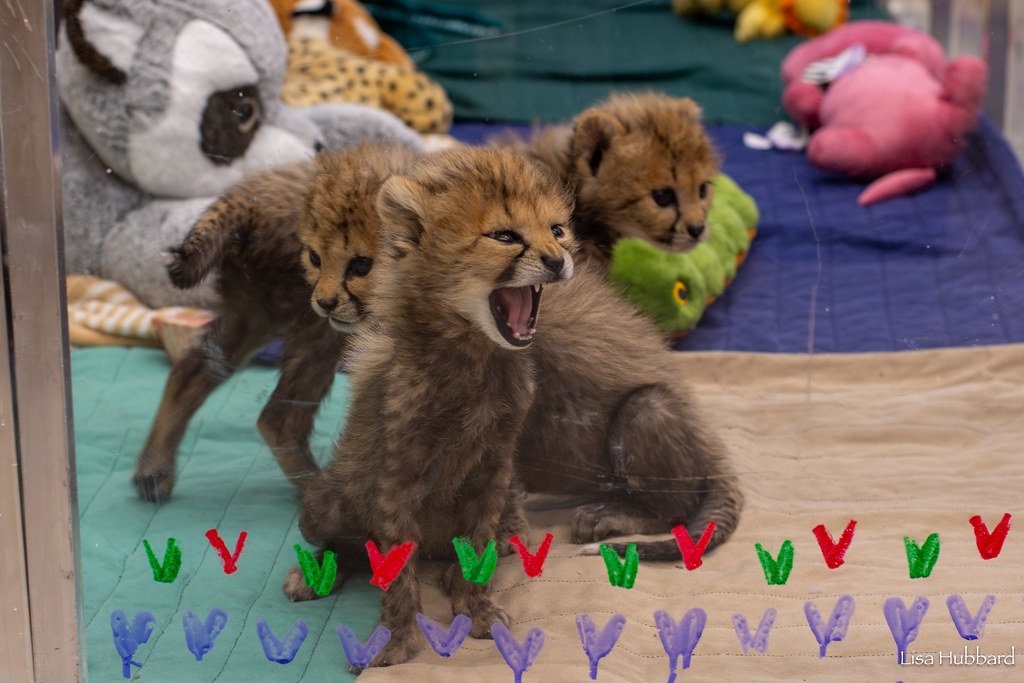 cheetah cubs