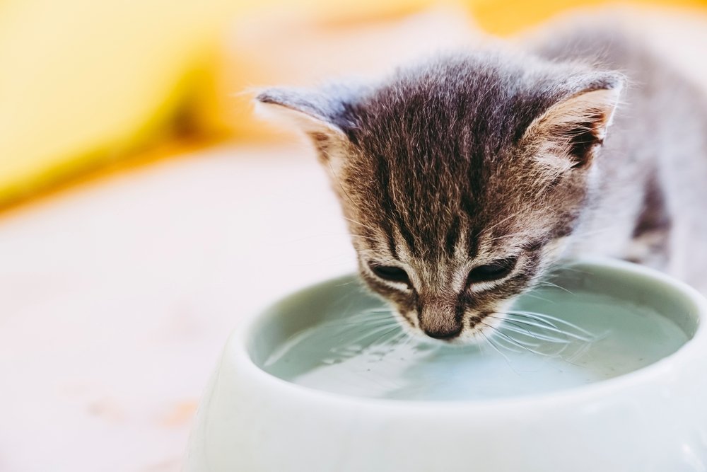 Kitten drinks from a water bowl