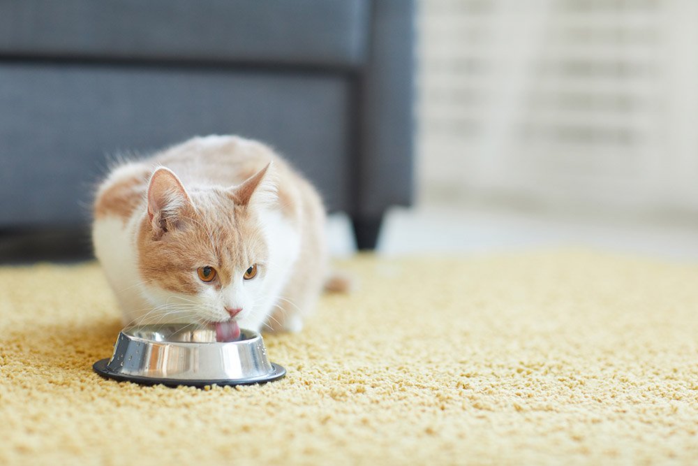 cat drinking water from bowl in blanket