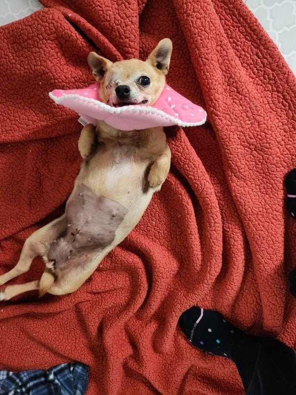 Fifi in a pink dog cone when she holds up on a blanket