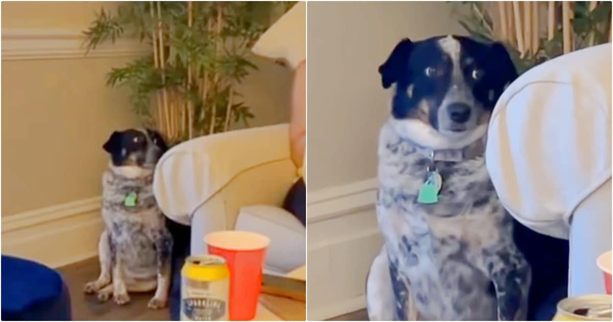 Dogs 'Stealthy Move' when she feels awkward at party