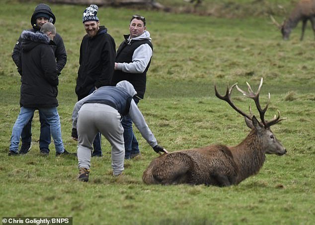 Shocking moment yobs assault wild stag by pulling its antlers and slapping it on the rump while egged on by their mindless friends