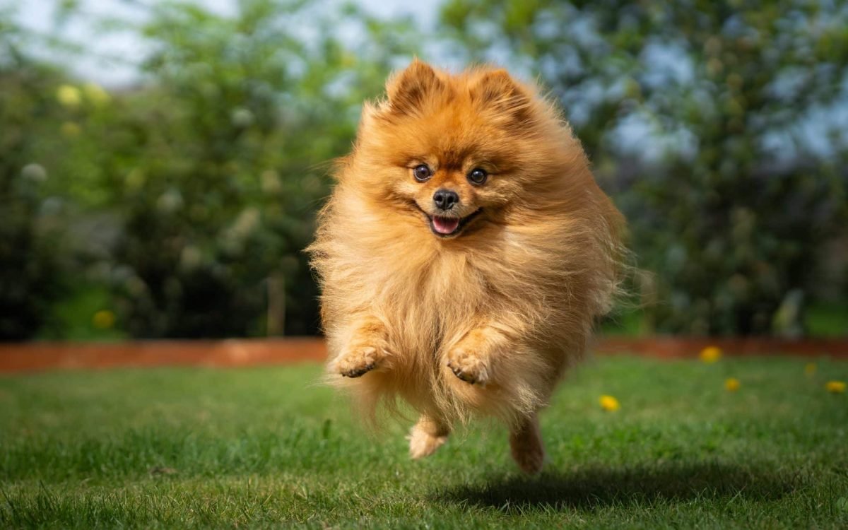 13 small dog breeds that are filled with personality